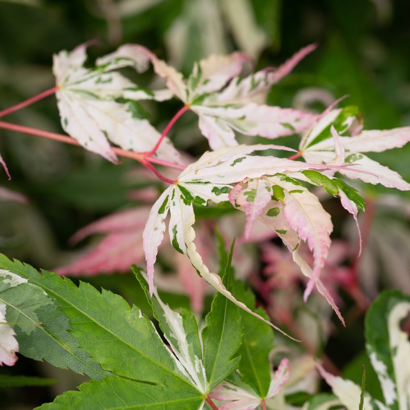 Acer negundo 'Flamingo'