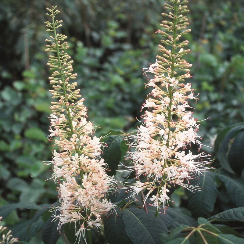 Aesculus parviflora
