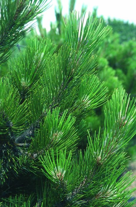 Pinus heldreichii