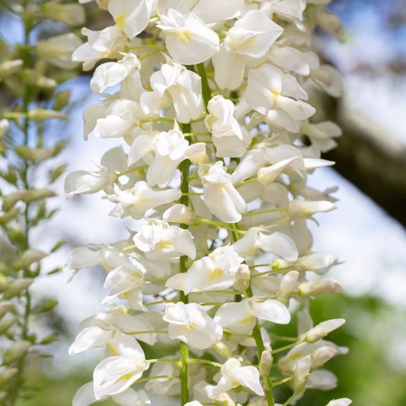 Wisteria floribunda 'Snow Showers'