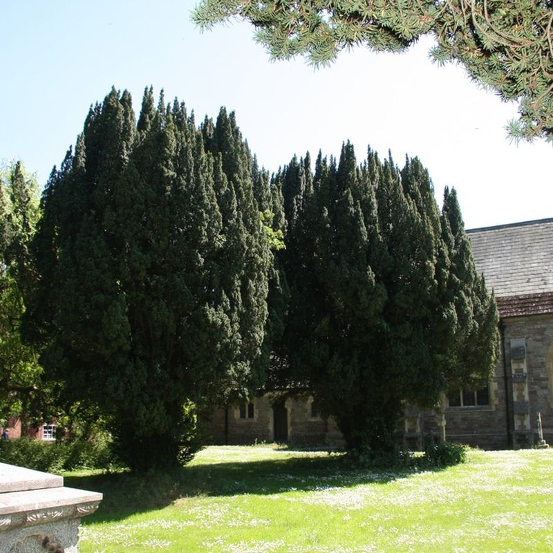 Taxus baccata (Hedging)