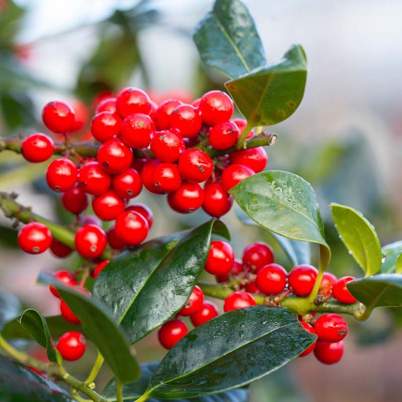 Ilex aquifolium 'J.C. van Tol'