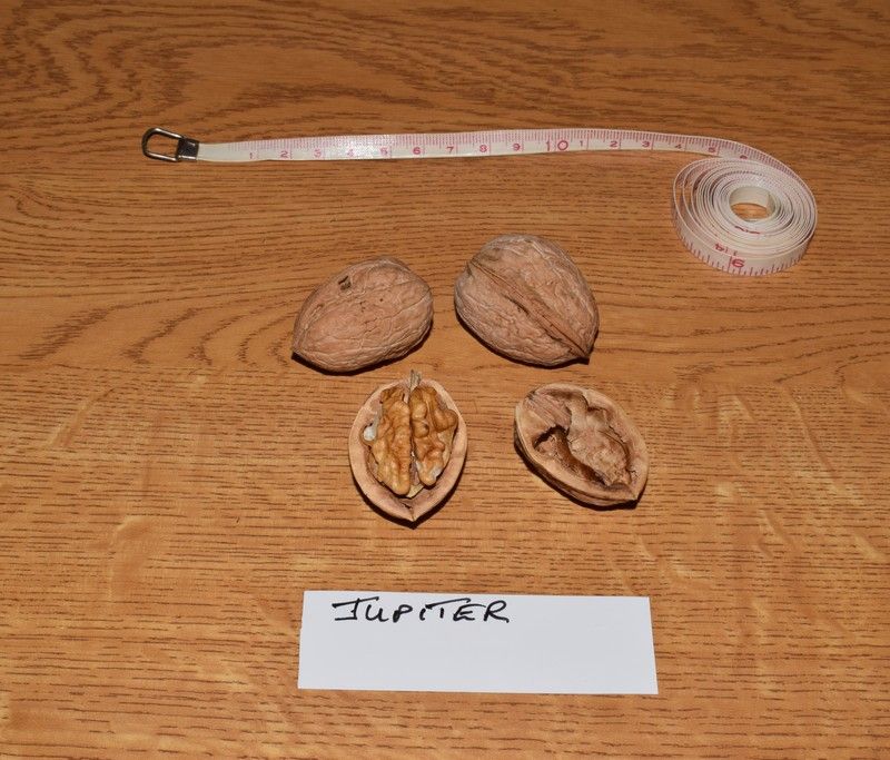 Jupiter 3