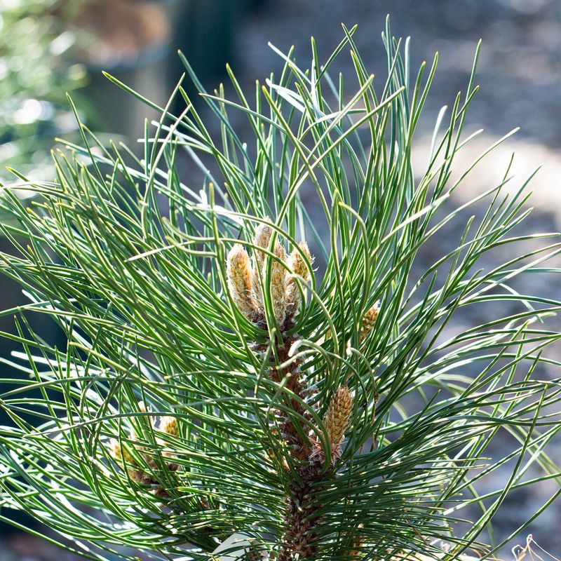 Pinus nigra 'Bright Eyes'