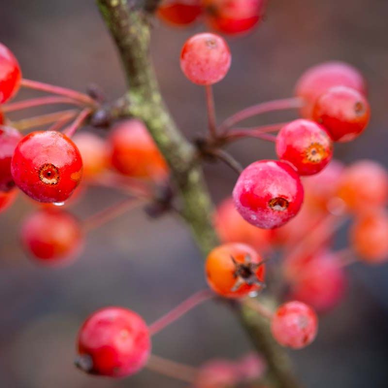 Malus 'Admiration'