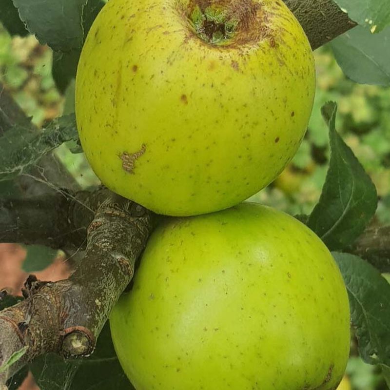 Apple Lucombes Pine