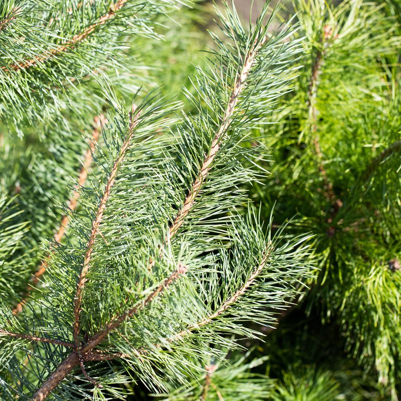 Pinus sylvestris