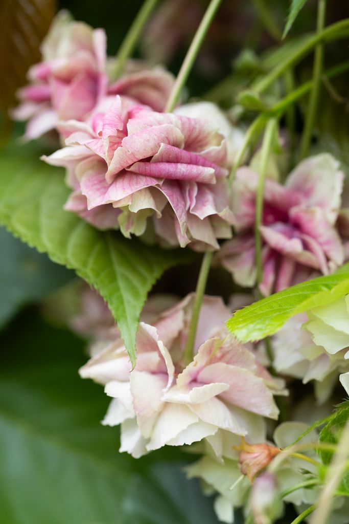 Prunus ‘Japanese Lantern™’ 