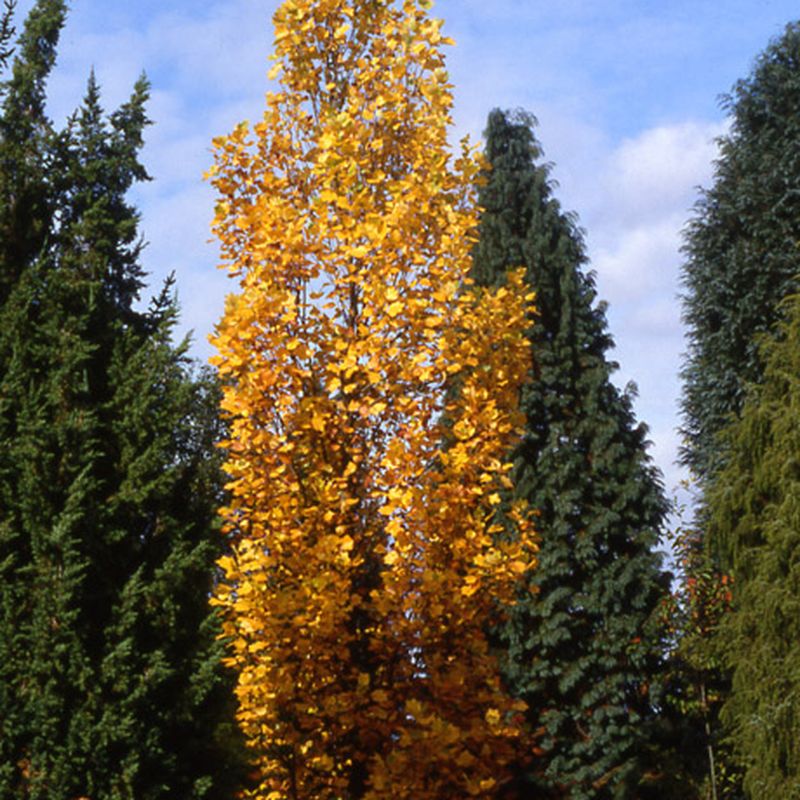 Liriodendron tulipifera 'Fastigiatum'