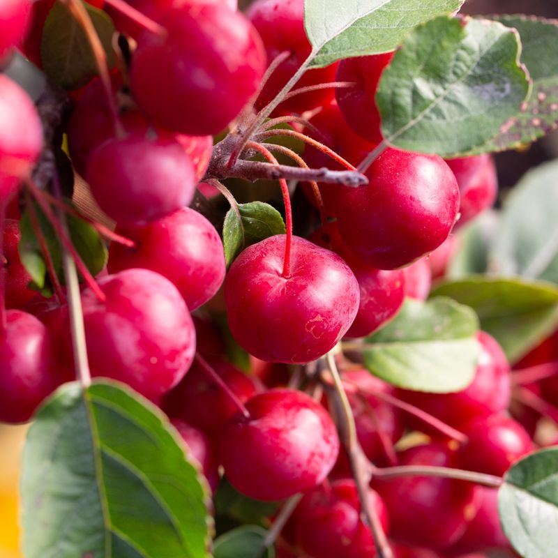 Malus x robusta 'Red Sentinel'