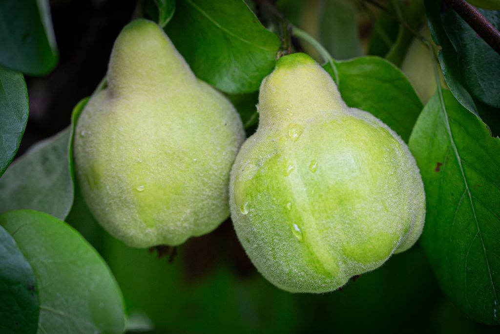 Quince Meeches Prolific