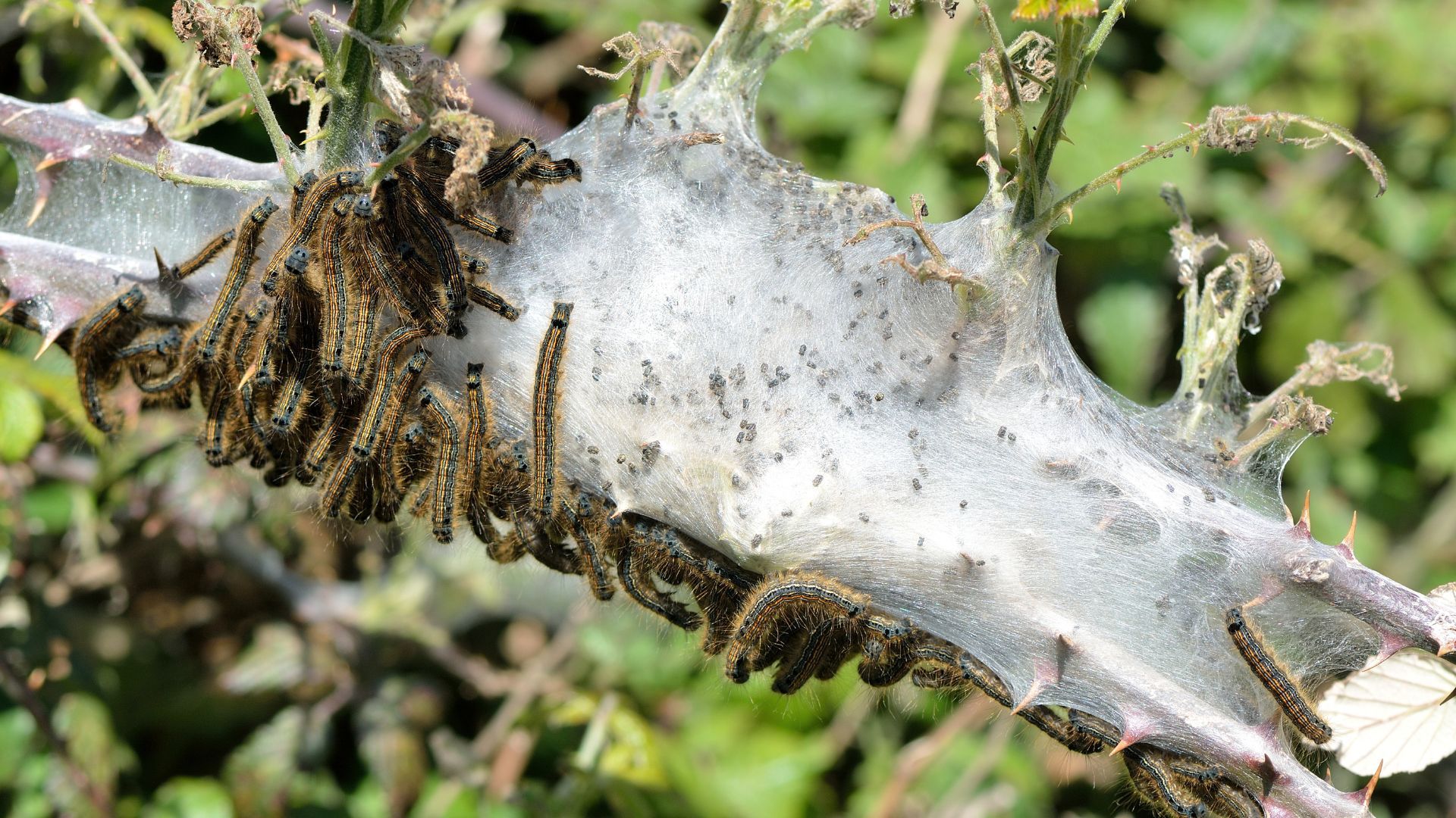 lacky moth pest