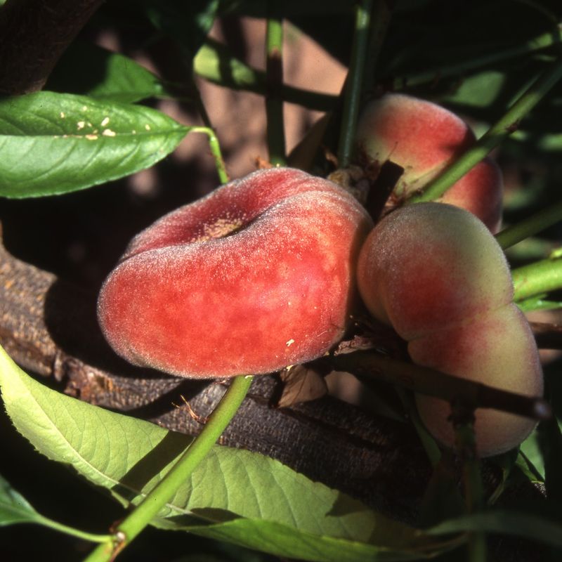 Saturn (Flat Peach)