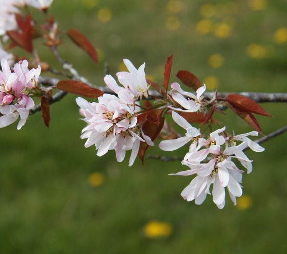 Amelanchier laevis 'R J Hilton' 2