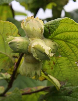 Hazel (Corylus) Hall's Giant