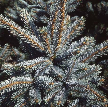 Picea pungens 'Hoopsii'