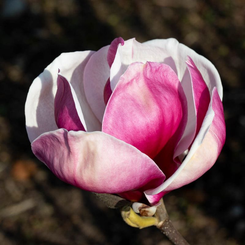 Magnolia campbellii 'Charles Raffill'