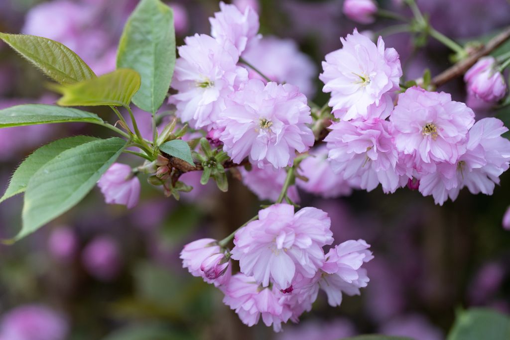 Prunus Kanzan