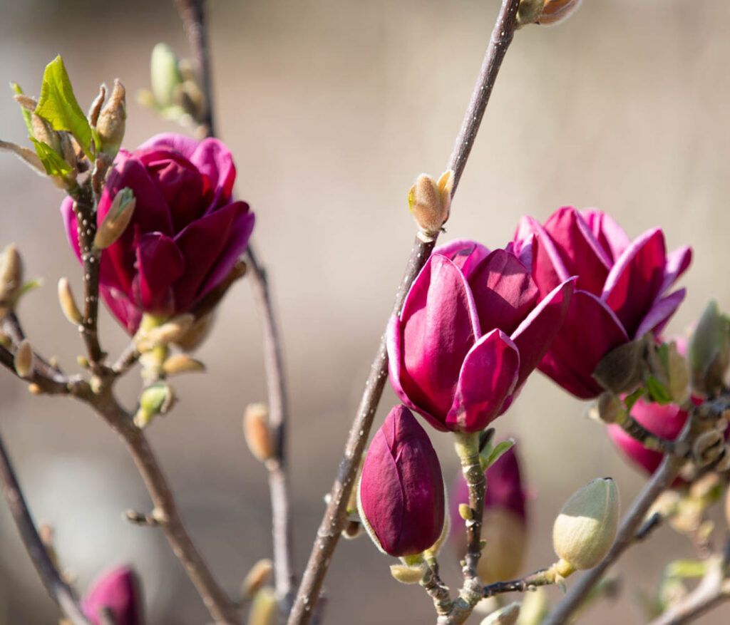 Ornamental trees for small gardens