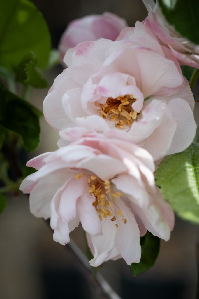 Malus Fimbriata