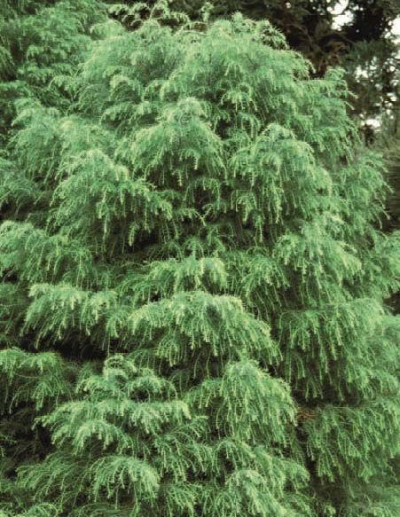 Cryptomeria japonica 'Elegans Viridis'