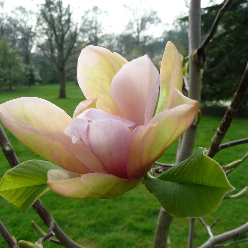 Magnolia 'Apricot Brandy'