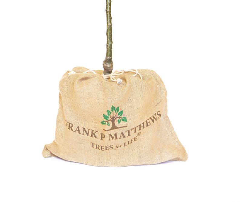Hessian Gift Bag