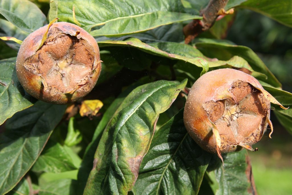 Medlar Nottingham for North-Facing Gardens
