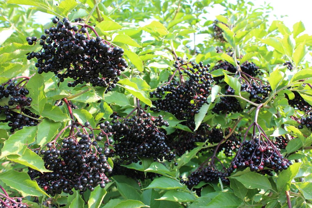 avoid these Trees in Livestock Spaces
