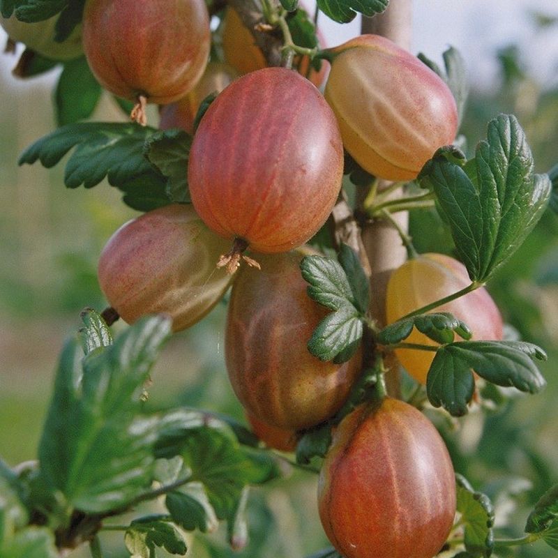 Xenia (Red)
