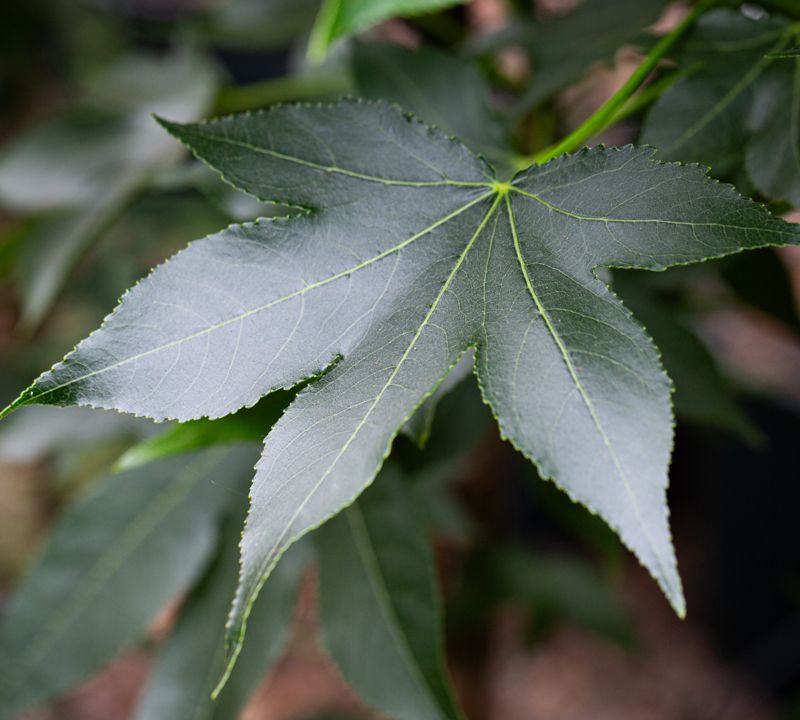 Liquidambar styracifula 'Oakville Highlight'®
