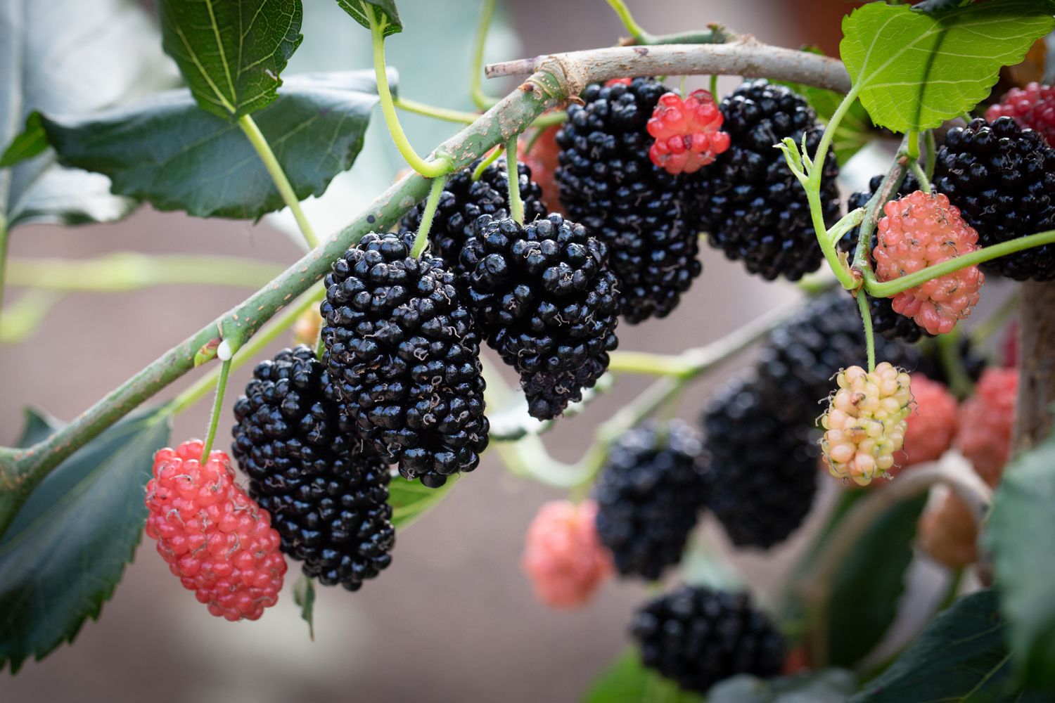 Mulberry Mojo Berry Fruit