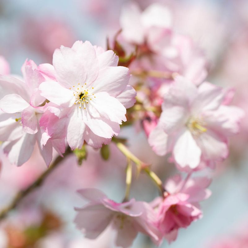 Prunus Beni- yutaka