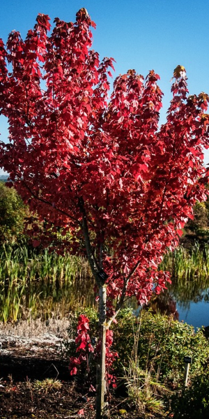 Acer rubrum 'Brandywine'