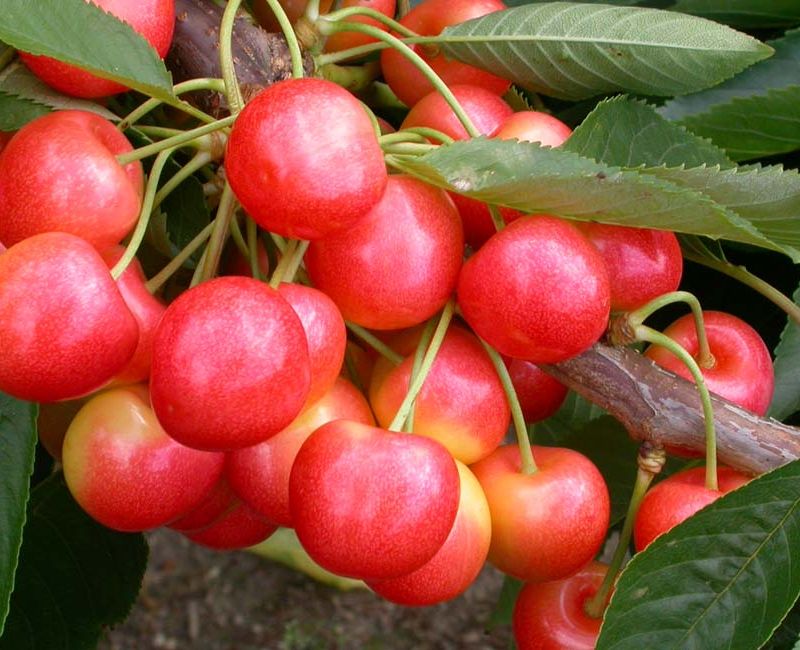 NEW Cherry 'Stardust'®  Wins Prizes at HTA Show! 1