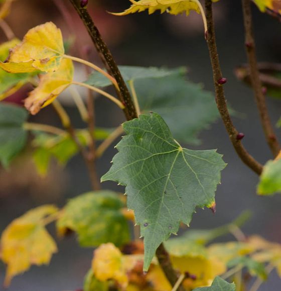Tilia mongolica 'Buda'