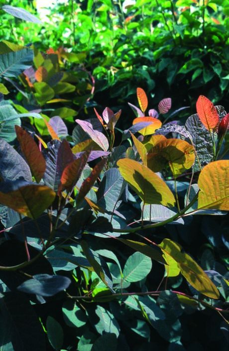 Cotinus coggygria 'Grace'