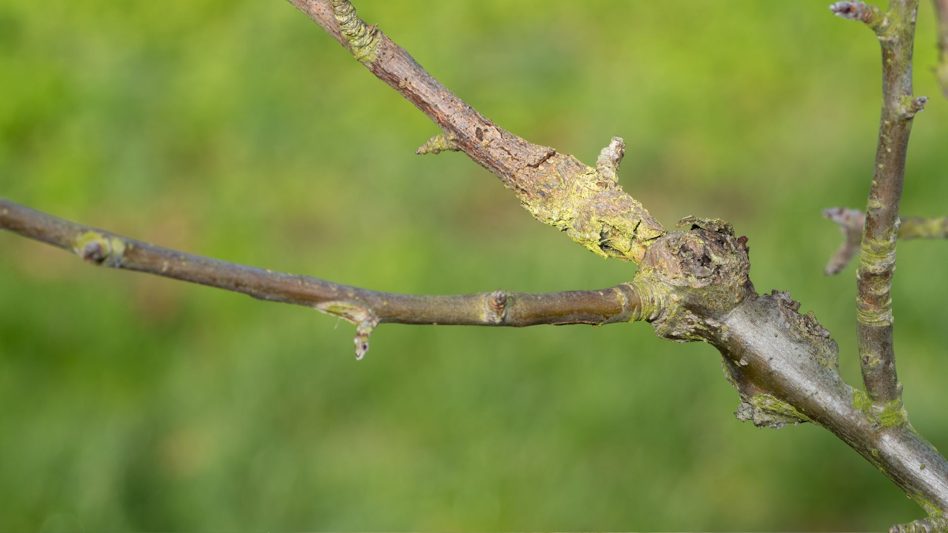 papery bark canker