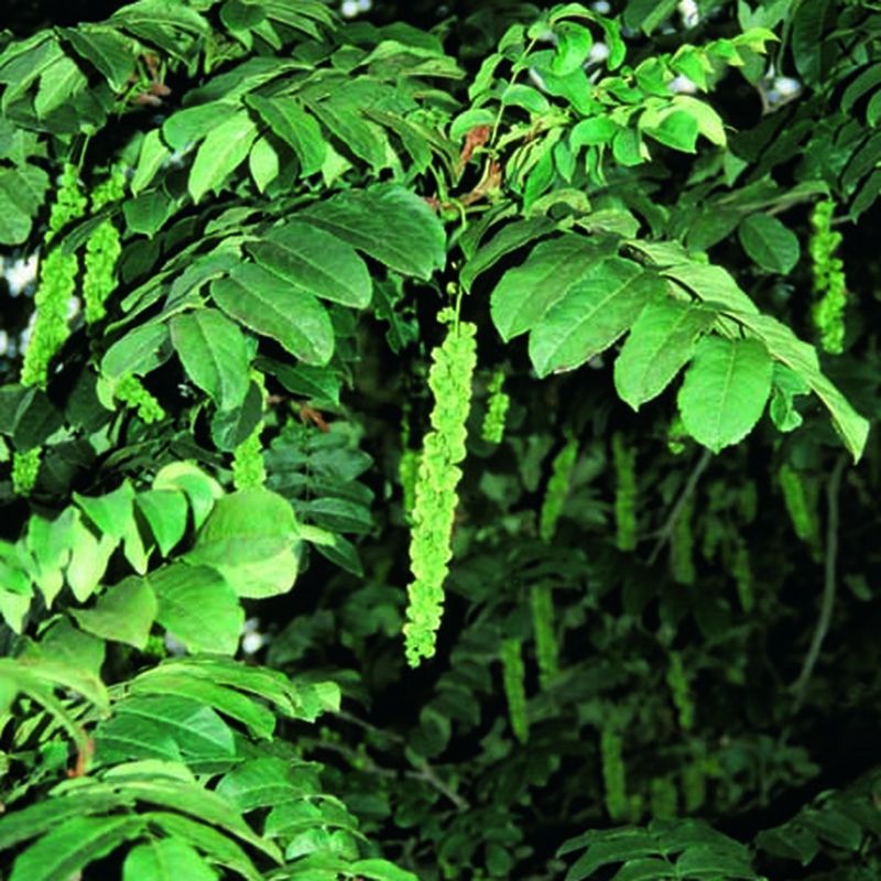 Pterocarya fraxinifolia