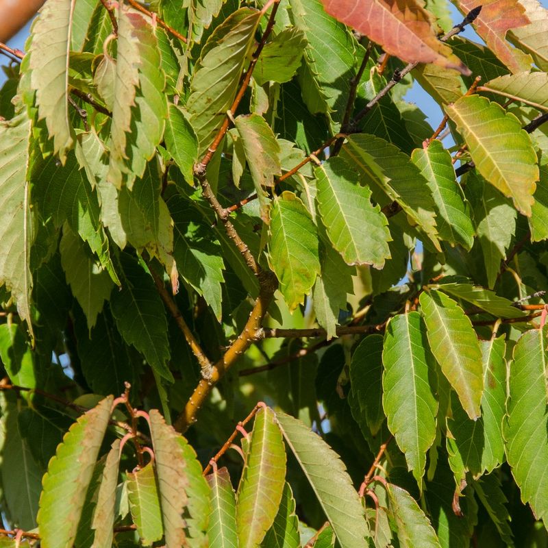 Zelkova serrata Ogon