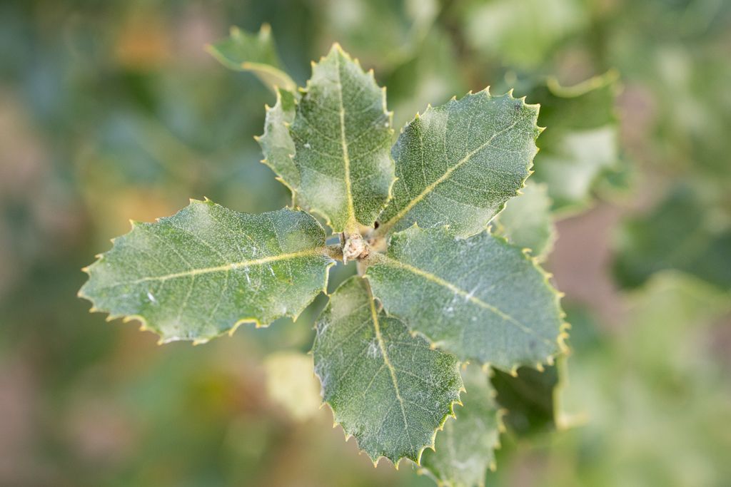 Quercus Ilex Drought Tolerant