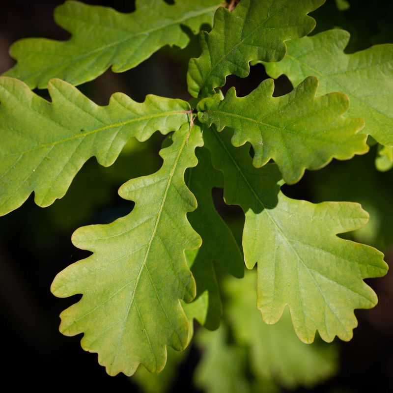Quercus robur