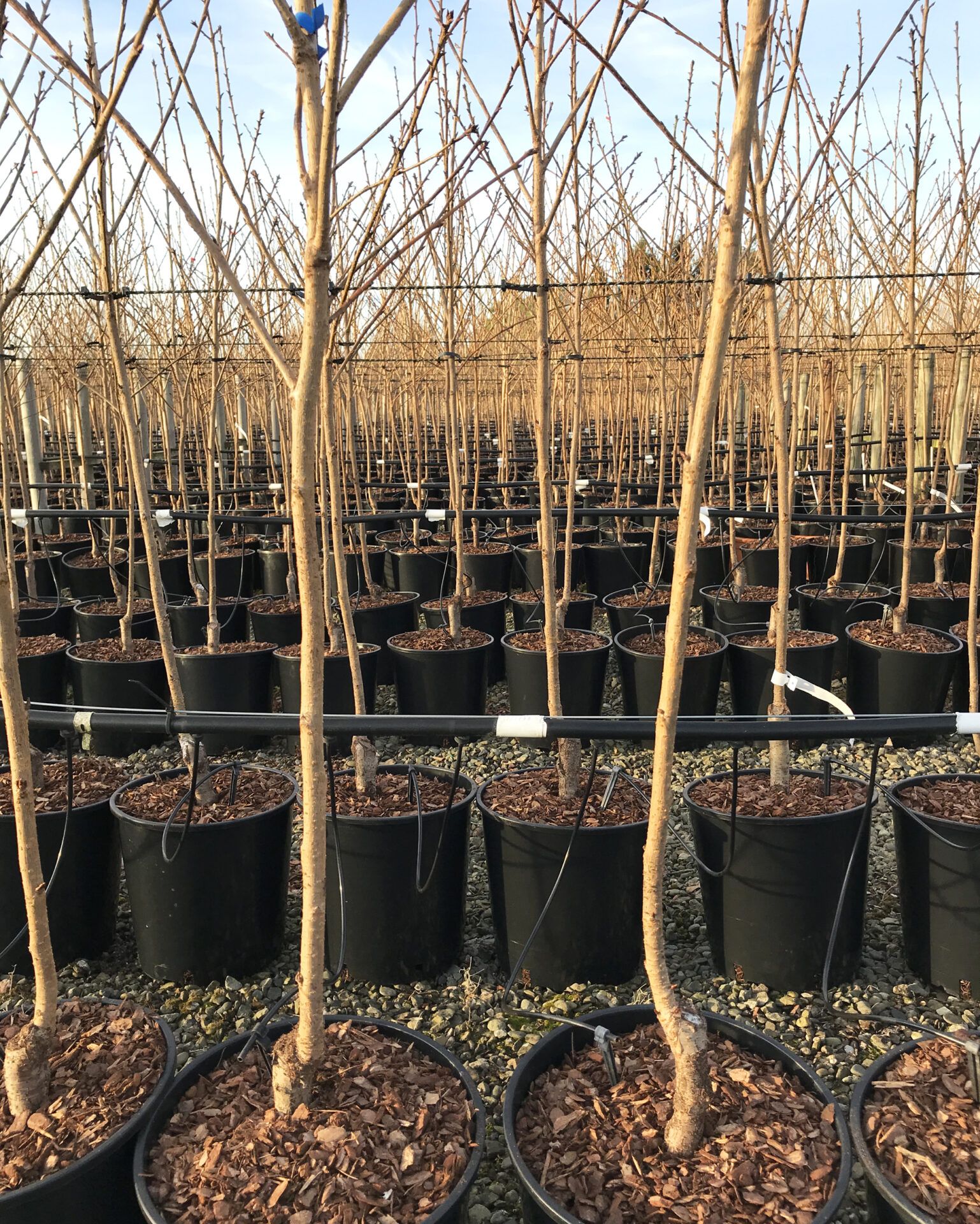 fresh potting trees