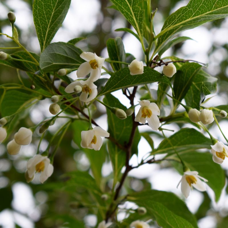 Styrax japonicus 'Snow Cone'