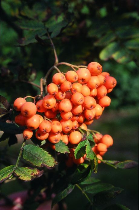Sorbus aucuparia 'Croft Coral' 1