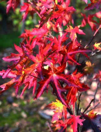 Liquidambar styraciflua 'Stared' 2