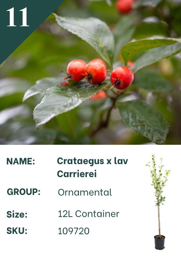 Crataegus x lavalleei ‘Carrierei’
Thorn