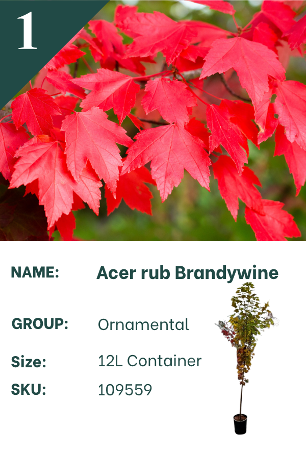 Acer rubrum ‘Brandywine’
Red Maple