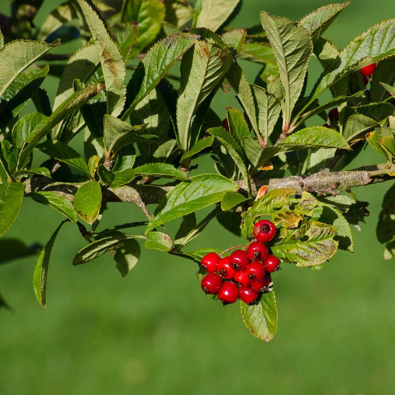 Photinia villosa maximowicziana