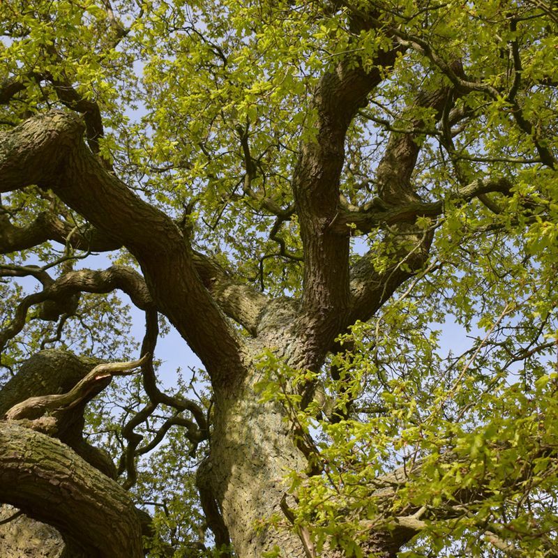 Trees for their Growing Habits